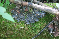 Peltigera praetextata