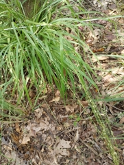 Chasmanthium sessiliflorum