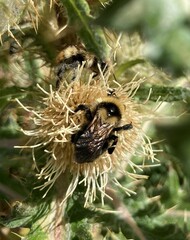 Bombus insularis