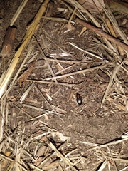 Calathus melanocephalus