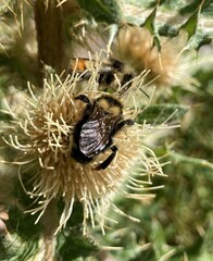 Bombus insularis