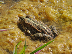 Pelophylax ridibundus