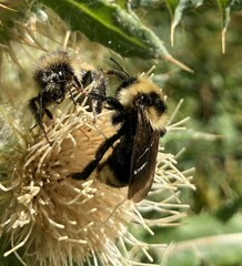 Bombus insularis