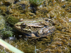 Pelophylax ridibundus
