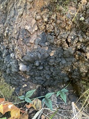 Kretzschmaria deusta