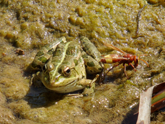 Pelophylax ridibundus