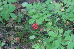 Actaea