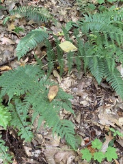 Dryopteris marginalis