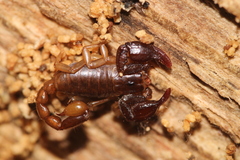 Euscorpius