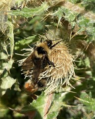 Bombus insularis