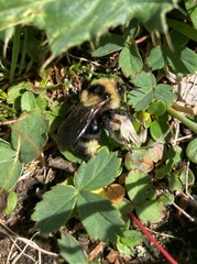 Bombus insularis