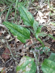Smilax bona-nox