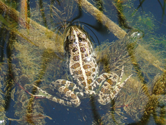 Pelophylax ridibundus