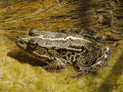 Pelophylax ridibundus