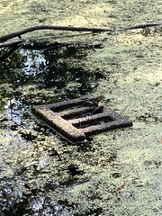 Lithobates catesbeianus