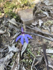 Cyanicula caerulea