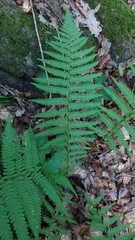 Dryopteris filix-mas