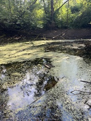 Lithobates catesbeianus