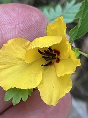 Chamaecrista