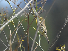 Hippolais polyglotta