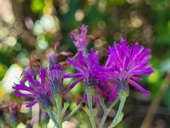 Vernonia missurica