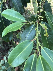 Erythroxylum macrophyllum macrophyllum