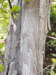 Diospyros texana