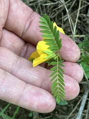 Chamaecrista