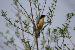 Donacobius atricapilla