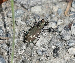 Cicindela duodecimguttata