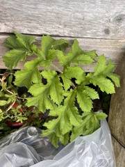 Heracleum sphondylium