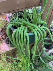 Aporocactus flagelliformis