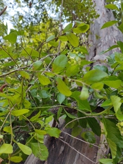 Diospyros texana