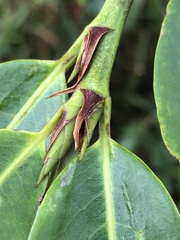 Erythroxylum macrophyllum macrophyllum