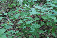 Ribes rubrum