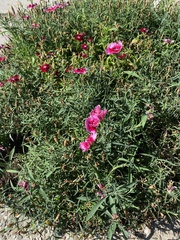 Dianthus caryophyllus