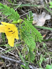 Chamaecrista
