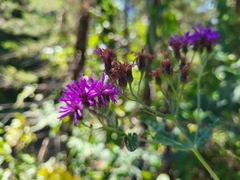 Vernonia missurica