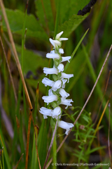 Spiranthes