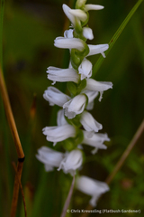 Spiranthes