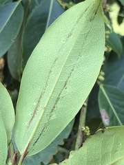 Erythroxylum macrophyllum macrophyllum