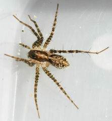 Pardosa pauxilla