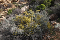 Tetragonia fruticosa