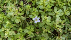 Bacopa monnieri