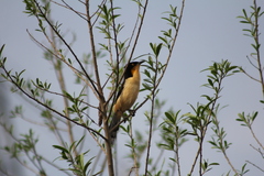 Donacobius atricapilla