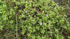 Bacopa monnieri
