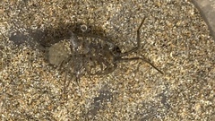Ligia oceanica