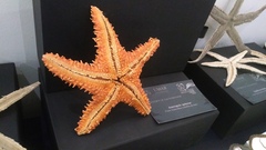 Asteropsis carinifera