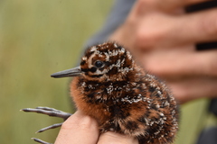 Wilson's Snipe photo 6