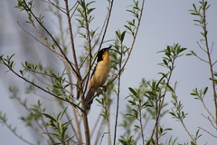 Donacobius atricapilla